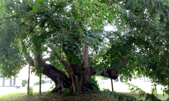 Tausendjährige Linde