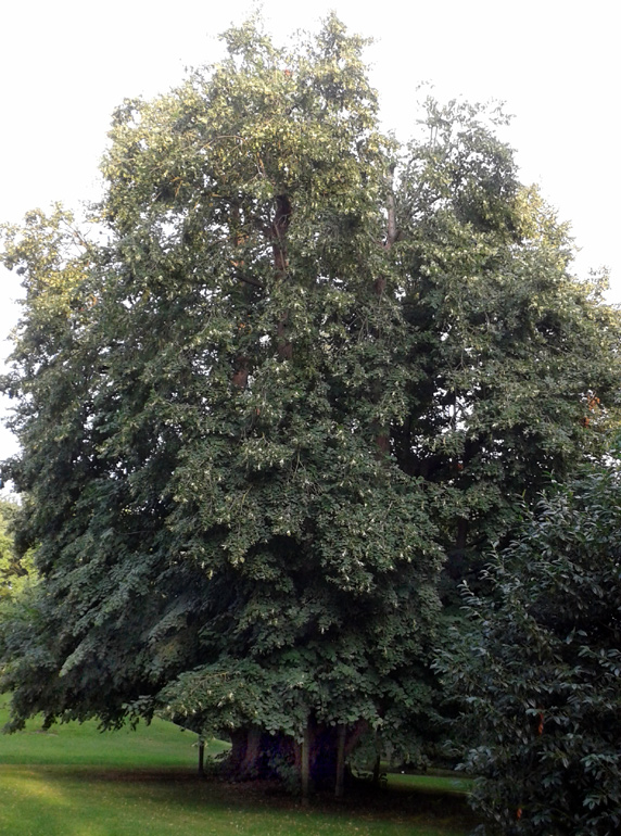 Tausendjährige Linde                    