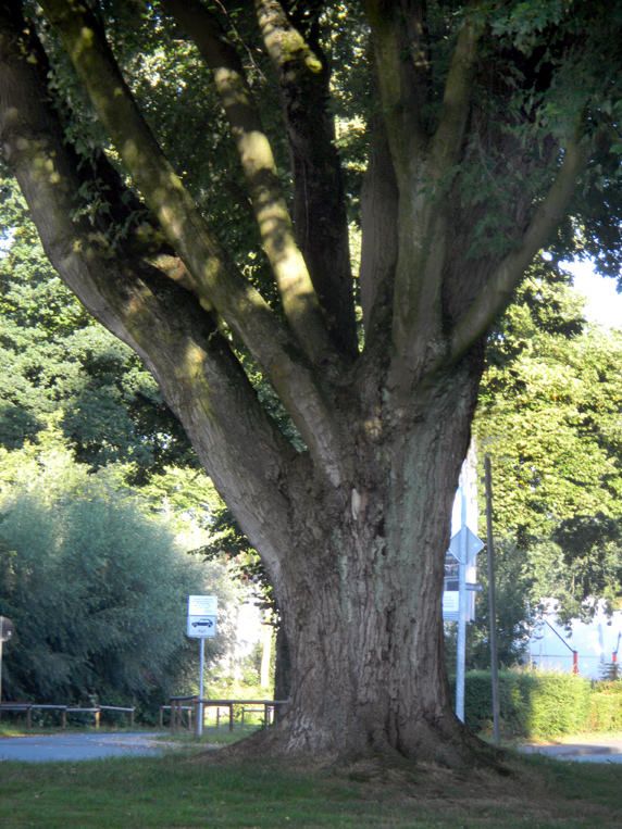 Ahorn - Platz der Deutschen Einheit     