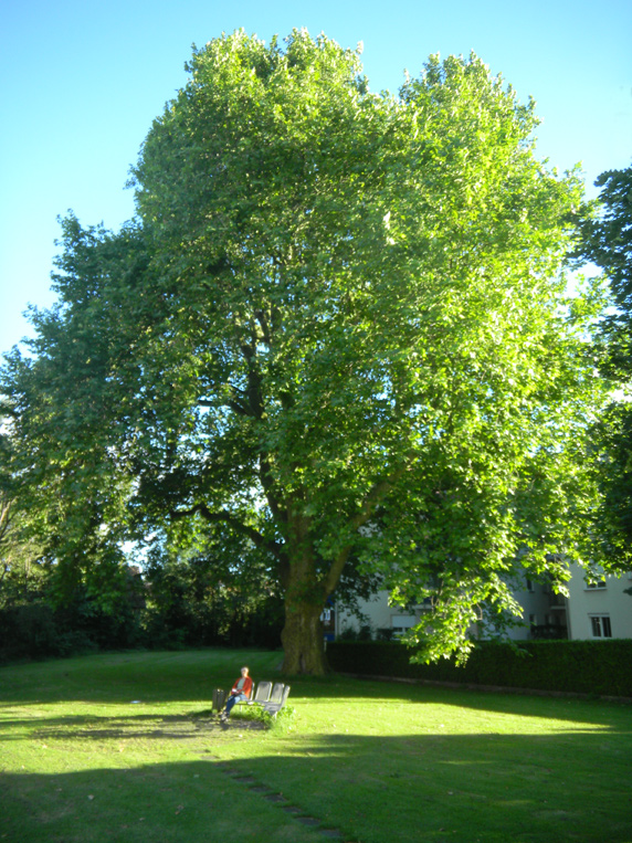 Platane hinter dem Technikum            