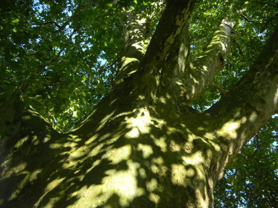 Platane hinter dem Technikum            