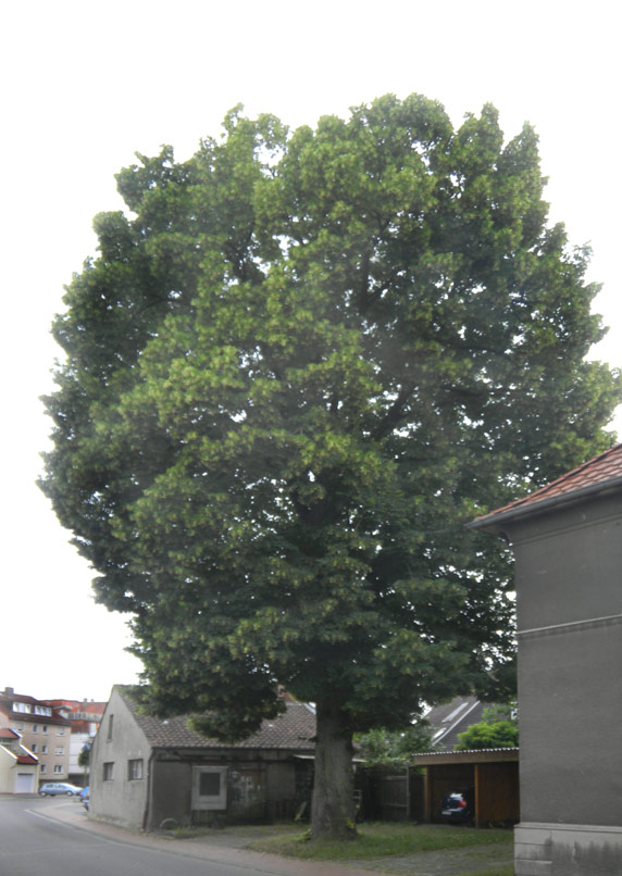 Linde an der alten Schmiede             