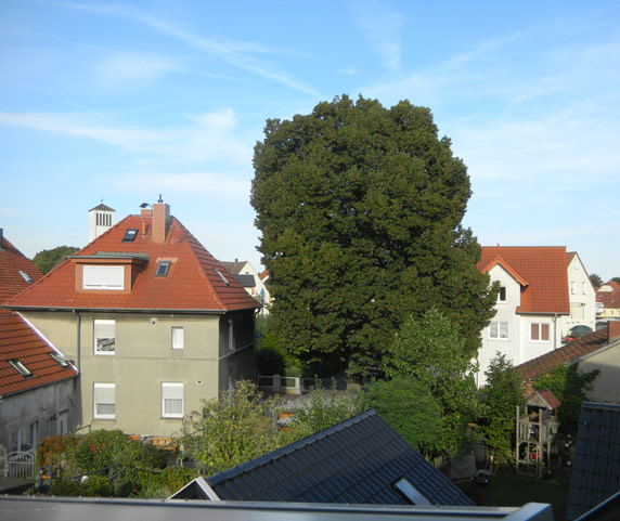 Linde an der alten Schmiede             