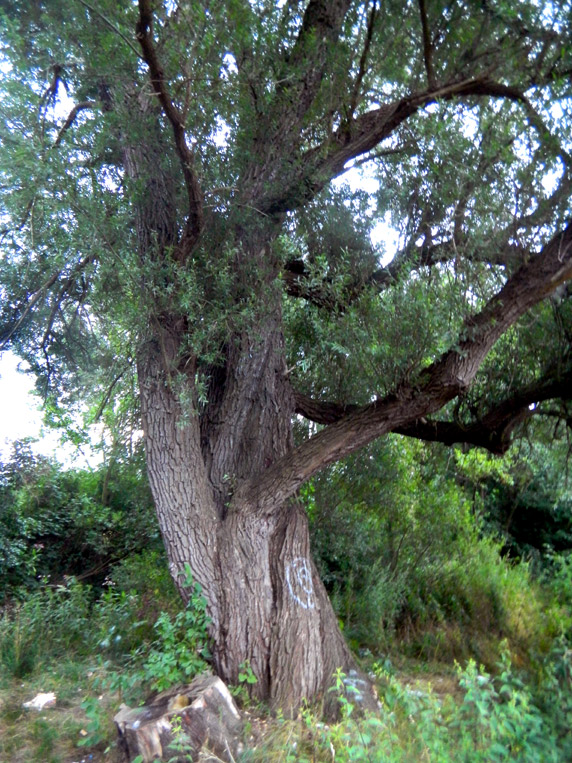 Große Weide an der Werre                