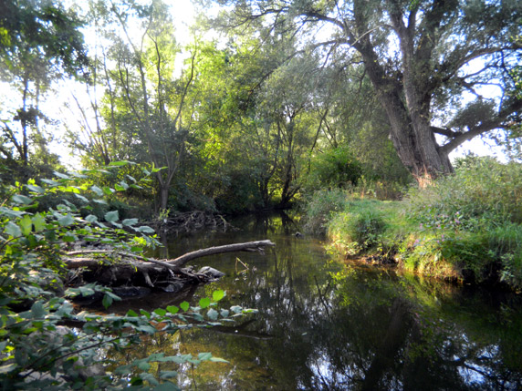 Große Weide an der Werre                