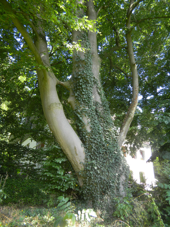 Buche am Pfadfinderheim                 