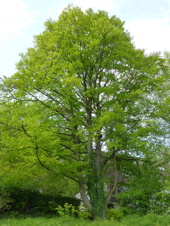 Buche am Pfadfinderheim                 