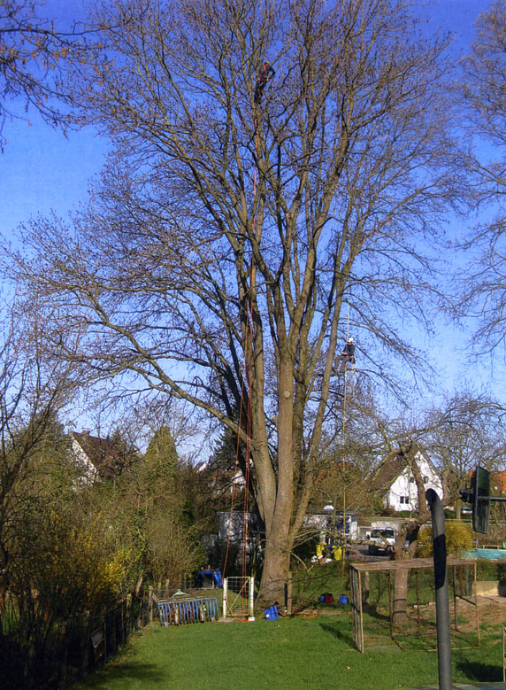 Esche im Freibad Heiden                 