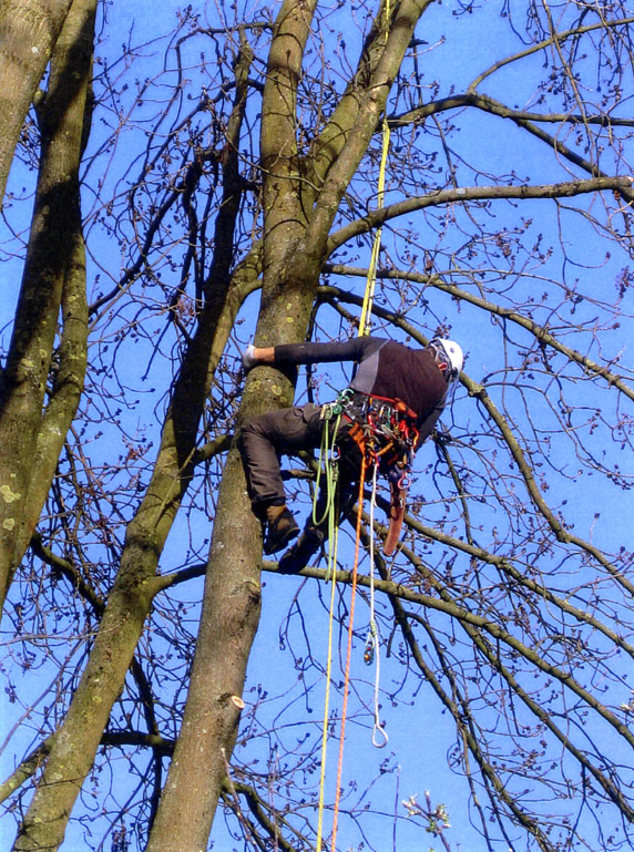 Esche im Freibad Heiden                 