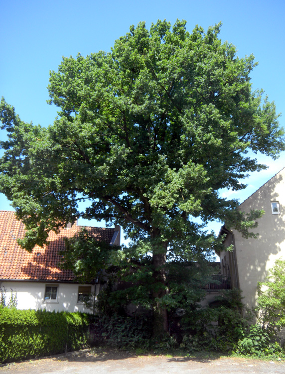 Schattenspender meiner Jugend           