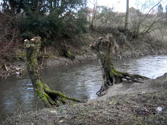 Schwebenden Weiden an der Werre         