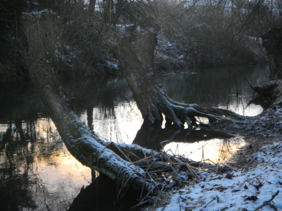 Schwebenden Weiden an der Werre         