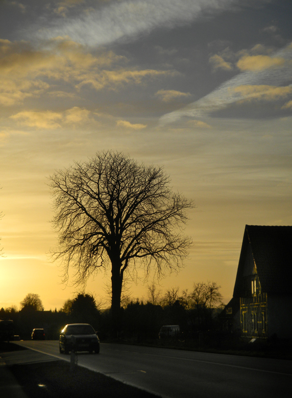 Kastanie an der B239                    