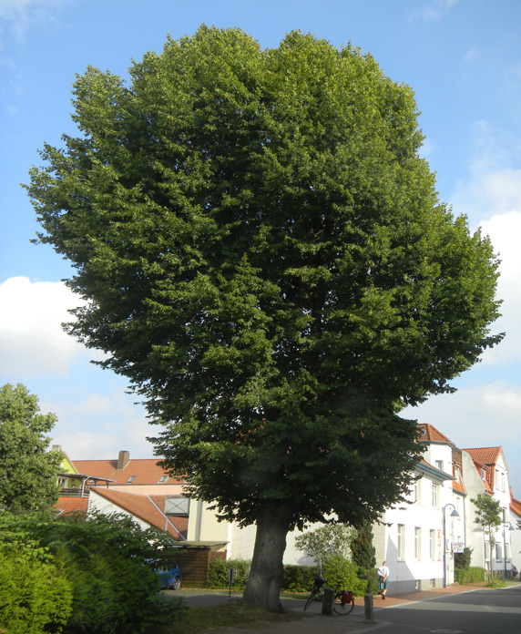 Linde am Fitness-Studio                 