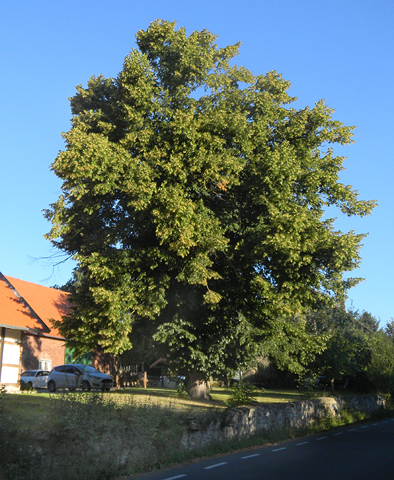 Hofbaum in Ehrentrup                    