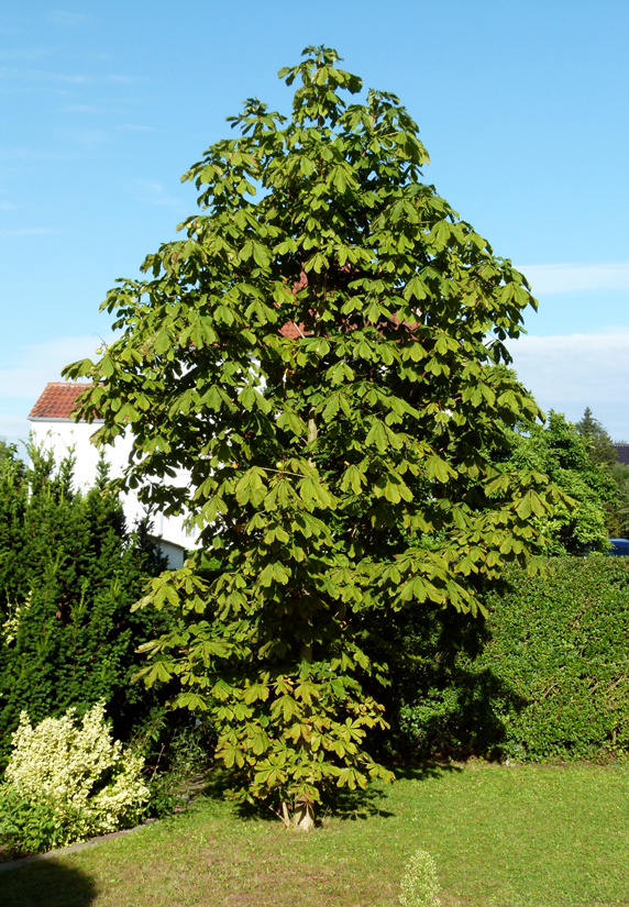 Kastanie meiner Tochter                 
