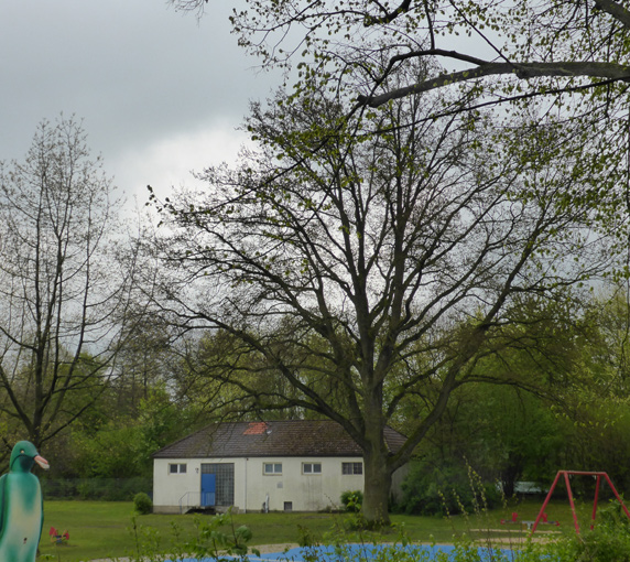 Stieleiche im Freibad                   