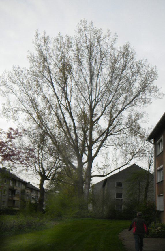 Pappel in der Papageiensiedlung         