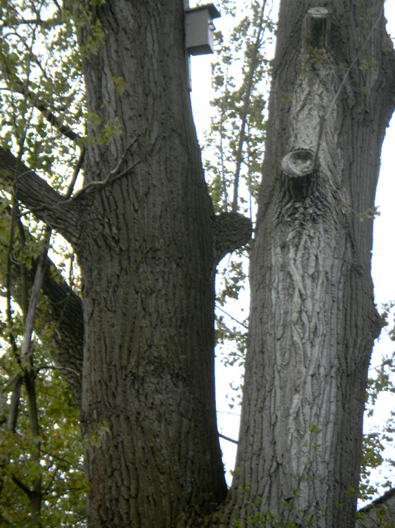 Pappel in der Papageiensiedlung         