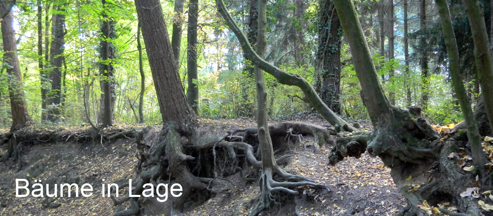 Bäume in Lage