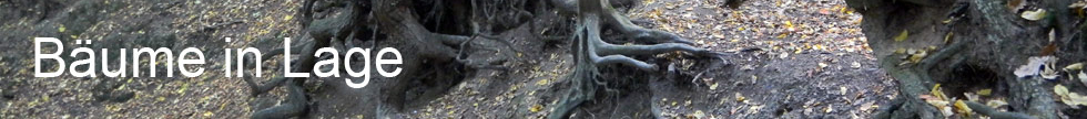 Bäume in Lage