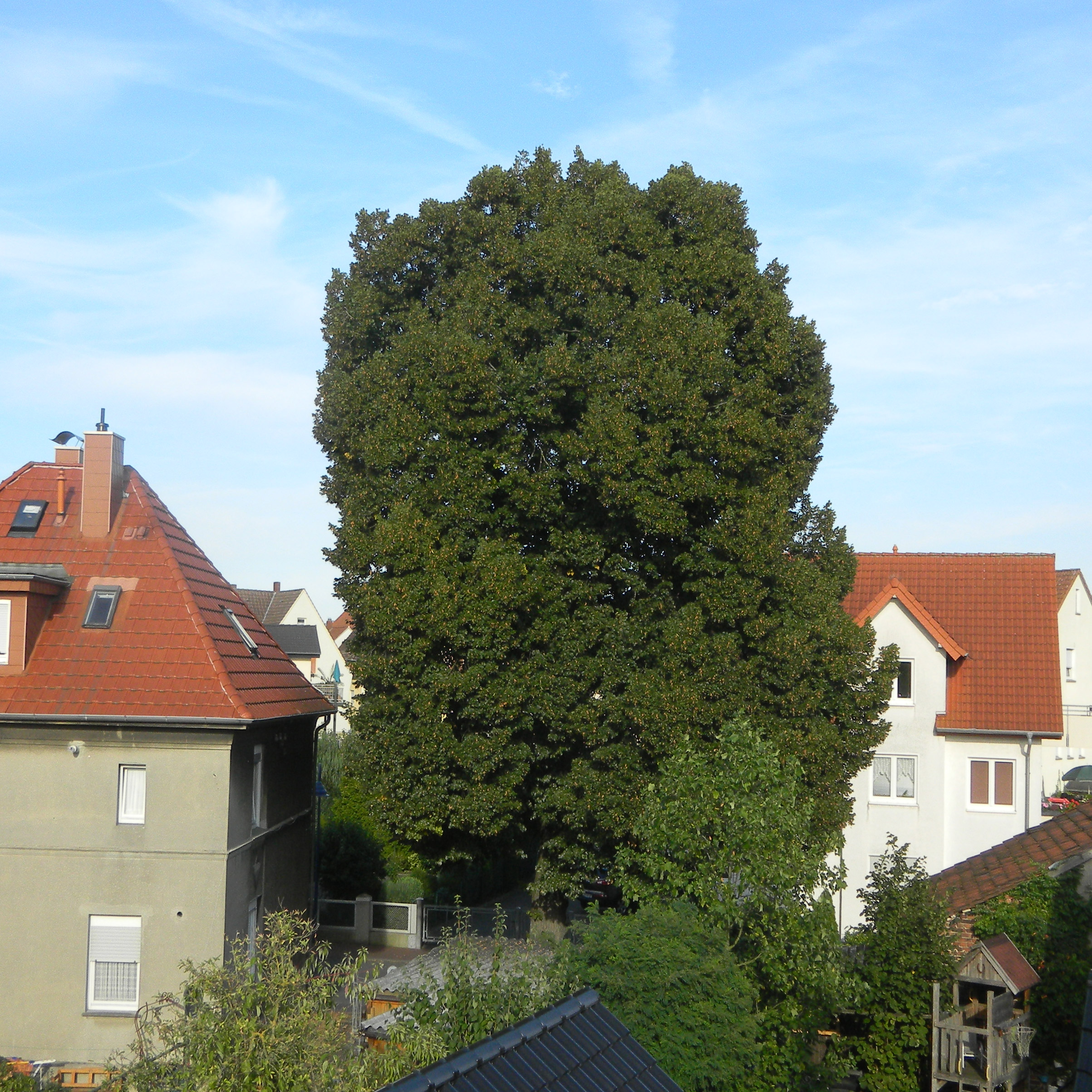 Baum an der alten Schmiede