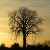 Kastanie an der B239