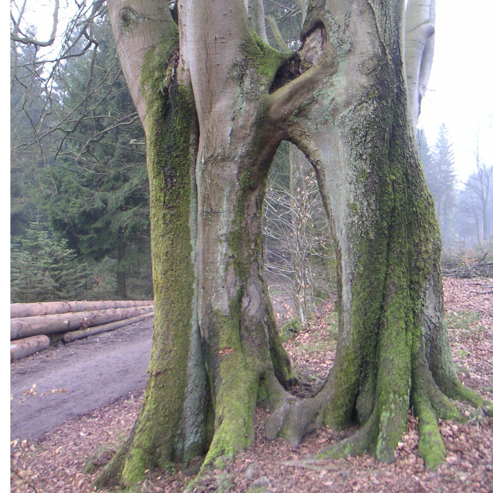 Brüderbuche am Hermannsweg