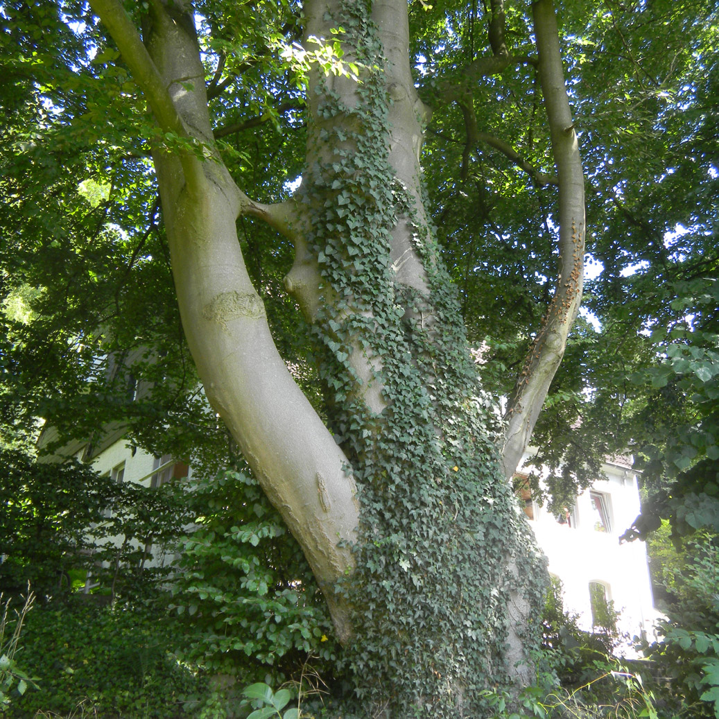 Buche am Pfadfinderheim