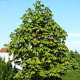 Kastanie in der Tusneldastraße