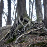 Buche zwischen Lage und Heßloh